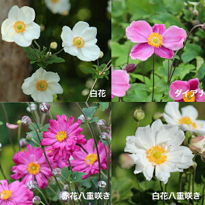 yԐFI\zVECMN@9`10.5cm|bgc@ʊ/ԉ///d炫/H炫R쑐/ϊN/He/All/8/29tWJ