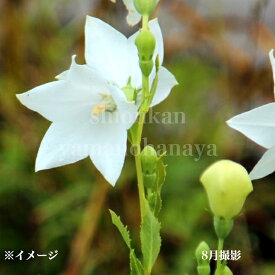 野生キキョウ　白花　9〜10.5cmポット苗　山野草/耐寒性多年草/桔梗/岩手県自生種/新商品/※休眠 地上部無し