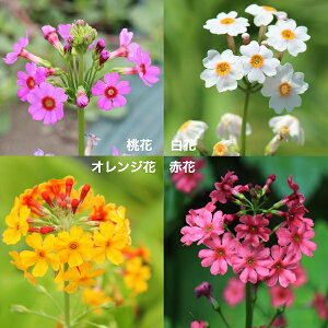 yԐFI\zN\E@9`10.5cm|bgc@R쑐/ϊN/֑/v/x n㕔Ȃ