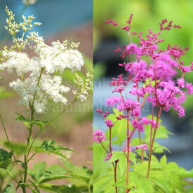 【花色選択可能】キョウカノコ　9cmポット苗　数量割引あり/山野草/耐寒性多年草/シモツケソウ/※休眠 地上部なし