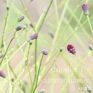 �������R�E �v�����h���b�v�X�@10.5cm�|�b�g�c�@���ʊ�������/�R�쑐/�ϊ������N��/�ᖒ�g/�T���M�\���o/�V���i/���x�� �n�㕔����