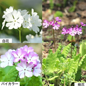 【花色選択可能】日本サクラソウ　9cmポット苗　 数量割引あり/桃花・白花・バイカラー/山野草/耐寒性多年草/桜草/プリムラ/※休眠 地上部無し
