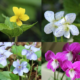 【品種選択可能】スミレ　9cmポット苗　数量割引あり/山野草/耐寒性多年草