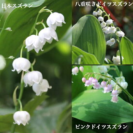 【品種選択可能】スズラン　9〜10.5cmポット苗数量割引あり/日本スズラン/ドイツスズラン/山野草/耐寒性多年草/鈴蘭/※休眠 地上部無し