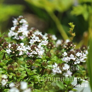 ԓ{CuLWRE\E@7.5`9cm|bgc@ʊ/R쑐/^C/x n㕔Ȃ