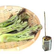 タラノキ　不織布ポット苗　数量割引あり/樹高10〜30cm/山菜苗/トゲ有りたらのめ/※休眠 地上部無し