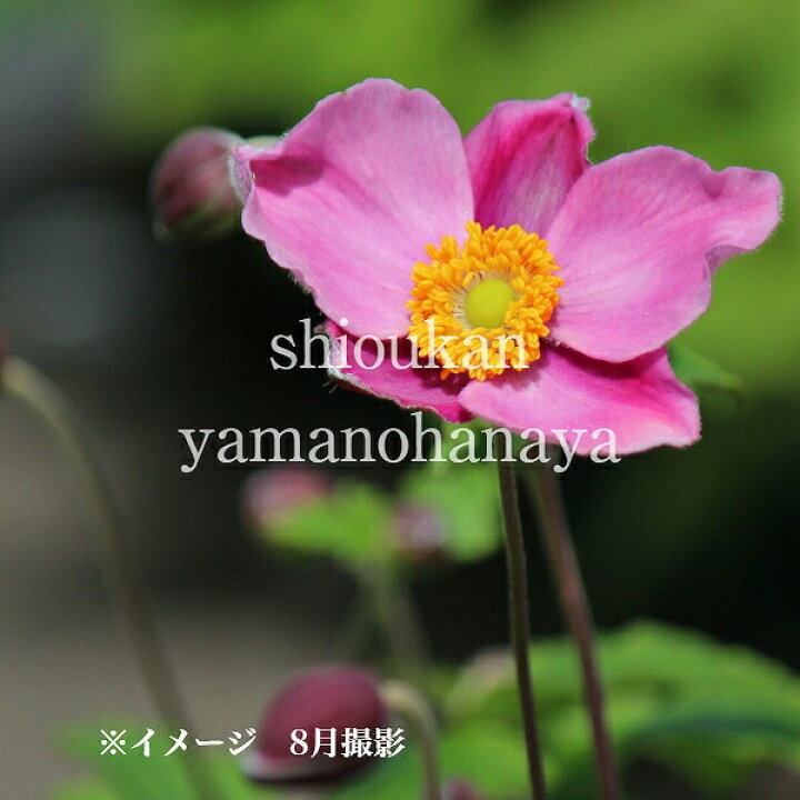 楽天市場 1ポット シュウメイギク ダイアナ 9 10 5cmポット苗 秋咲き山野草 耐寒性多年草 秋明菊 アネモネ新商品 今季開花終了 紫桜館 山の花屋 楽天市場店