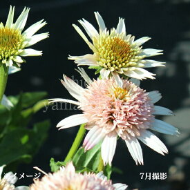 エキナセア　チェリーフラフ　9〜10.5cmポット苗　宿根草/耐寒性多年草/新商品/再入荷/※冬葉が展開中