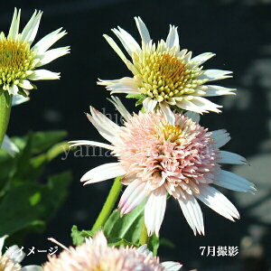 GLiZA@`F[tt@9`10.5cm|bgc@h/ϊN/Vi/ē/~tWJ