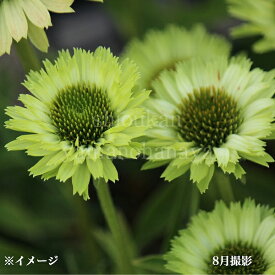 エキナセア　グリーンジュエル　9〜10.5cmポット苗　数量割引あり/華やかな海外品種/宿根草/耐寒性多年草/新商品/※8/7つぼみ〜開花中
