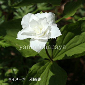 八重咲きエンレイソウ　10.5cmポット苗　宿根草/トリリウム/新商品/※休眠 地上部無し