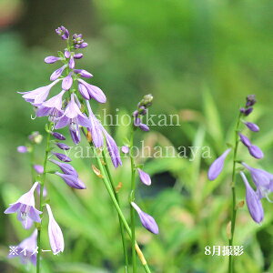 qM{EV@10.5cm|bgc@ʊ/R쑐/ϊN/P[/zX^/8/29tWJ