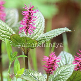 岩手県産赤花ヒトリシズカ　9cmポット苗 　山野草/耐寒性多年草/一人静/新商品
