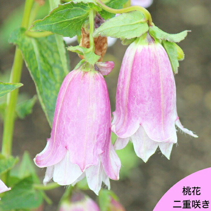 楽天市場】桃花二重咲きホタルブクロ 9cmポット苗 数量割引あり/ダブル 