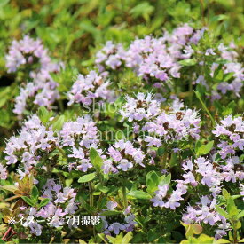 日本イブキジャコウソウ　7.5〜9cmポット苗　数量割引あり/山野草/タイム/※休眠 地上部なし