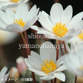 サンギナリア カナデンシス　9cmポット苗　数量割引あり/華やかな海外品種/宿根草/耐寒性多年草/カナダゲシ/再入荷/※休眠 地上部無し
