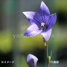 野生キキョウ　9〜10.5cmポット苗　山野草/耐寒性多年草/桔梗/岩手県自生種/※休眠 地上部無し