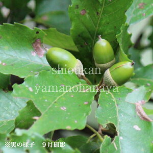 ǂ񂮂̖/Ri̖؁@9cm|bgc@ʊ/10`30cm/t/c/hO/8/29tWJ