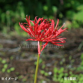 八重咲きヒガンバナ　10.5cmポット苗　数量割引あり/山野草/リコリス/曼殊沙華/彼岸花/新商品/※休眠 地上部無し