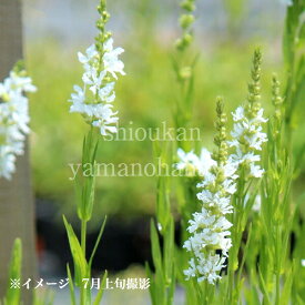 白花大輪ミソハギ　クリスタルスノー　9cmポット苗　数量割引あり/華やかな海外品種/耐寒性多年草/新商品/※休眠 地上部無し