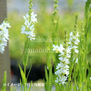 白花大輪ミソハギ クリスタルスノー 9cmポット苗 数量割引あり/華やかな海外品種/耐寒性多年草/新商品/※休眠 地上部無し