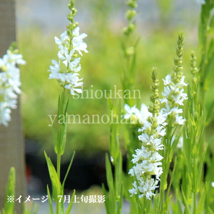 楽天市場 1ポット 白花大輪ミソハギ クリスタルスノー 9cmポット苗 耐寒性多年草 新商品 休眠期中 地上部なし 紫桜館 山の花屋 楽天市場店