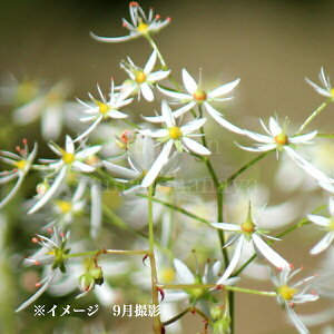 ~}_CW\E@9`10.5cm|bgc@ʊ/R쑐/ϊN/啶/Vi/10/3ڂ݁`JԒ
