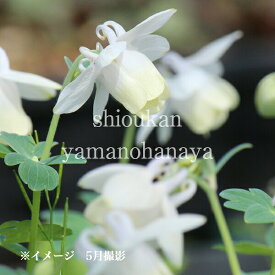 (1ポット)白花ミヤマオダマキ　7.5～9cmポット苗　山野草/耐寒性多年草/深山苧環/再入荷/※今季開花終了 5/25葉が展開中