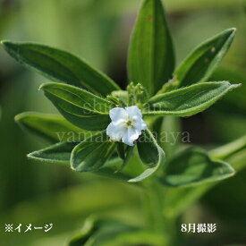 (1ポット)日本ムラサキ　7.5～9cmポット苗　薬草苗/耐寒性多年草/紫根/※5/24芽吹き始め
