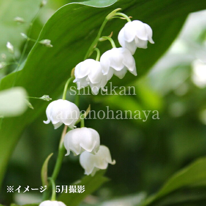 楽天市場】日本スズラン 10.5cmポット苗 春咲き山野草/耐寒性多年草 