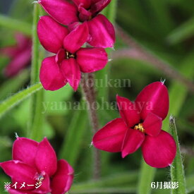 アッツザクラ　ルビーの輝き　7.5cmポット苗　数量割引あり/華やかな海外品種/宿根草/耐寒性多年草/※休眠 地上部なし