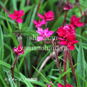 AbcUN@r[̋P@7.5cm|bgc@ʊ/؂₩ȊCOi/h/ϊN/GJԏI 8/29tWJ