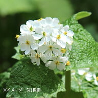 サンカヨウ　10.5cmポット苗　数量割引あり/春咲き山野草/耐寒性多年草/スケルトンフラワー/再入荷/※休…