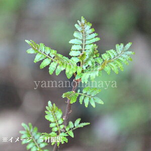 TVE@10.5cm|bgc@ʊ/͔|Ԓ_sgpcI\/20`30cm/c/h/R/YIʑO̗cc/x tς