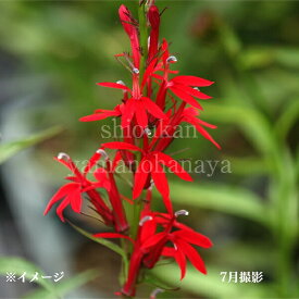 ロベリア カージナリス　9〜10.5cmポット苗　数量割引あり/華やかな海外品種/赤花サワギキョウ/※8/2つぼみ〜開花中