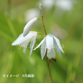 白花シラン　10.5cmポット苗　数量割引あり/山野草/耐寒性多年草/紫蘭/※今季開花終了 8/1葉が展開中