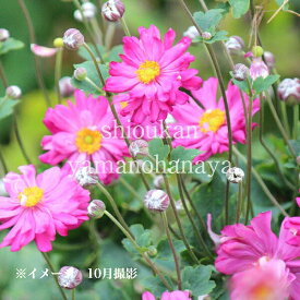 赤花八重咲きシュウメイギク　9〜10.5cmポット苗　数量割引あり/秋咲き山野草/秋明菊/アネモネ/※7/11葉が展開中
