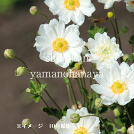 白花八重咲きシュウメイギク　9〜10.5cmポット苗　数量割引あり/秋咲き山野草/秋明菊/アネモネ/※7/11葉が展開中