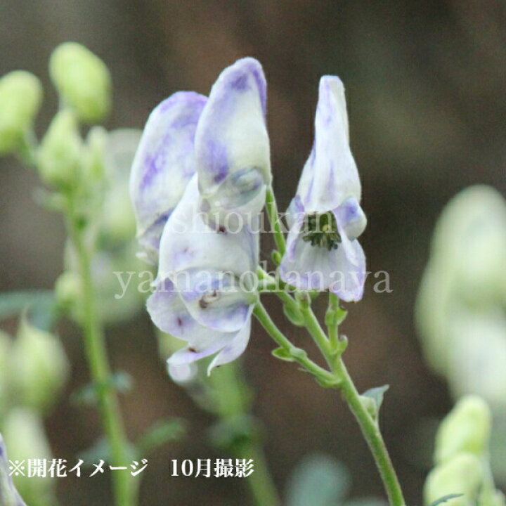 楽天市場 1ポット 二色咲きトリカブト 9cmポット苗 山野草 鳥兜 アコニタム クラウディ 新商品 2 28芽吹き始め 紫桜館 山の花屋 楽天市場店