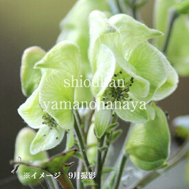 緑花ヤマトリカブト　9cmポット苗　数量割引あり/山野草/モンクスフード/アコニタム/再入荷/※休眠 地上部無し