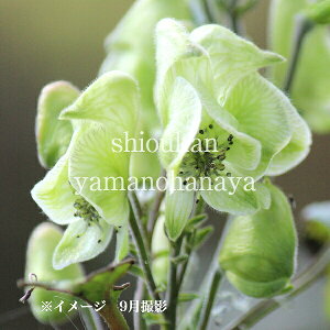 Ήԃ}gJug@9cm|bgc@ʊ/R쑐/NXt[h/ARj^/ē/x n㕔