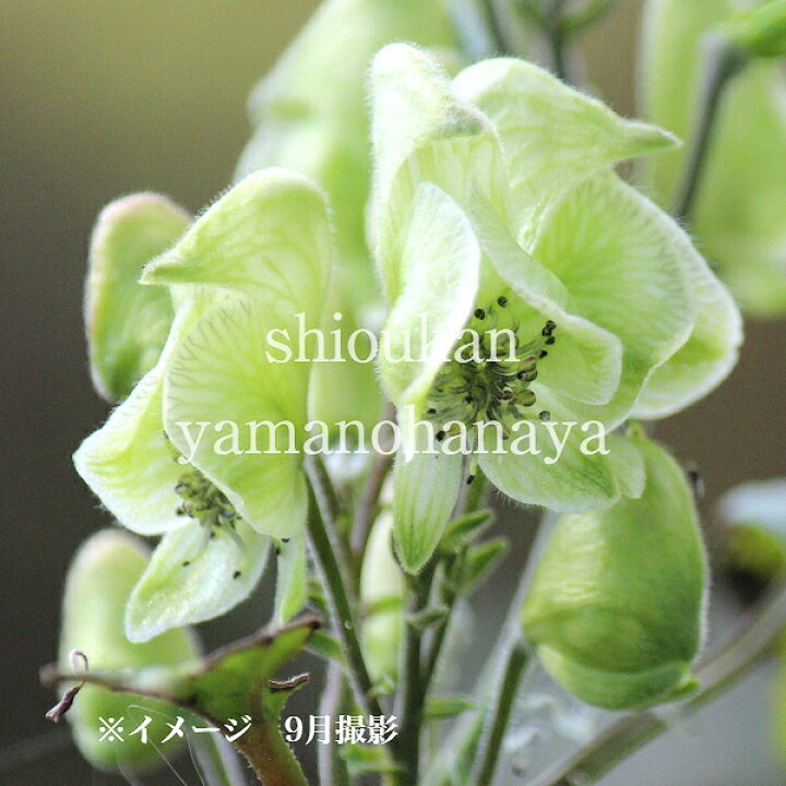 楽天市場 1ポット 緑花ヤマトリカブト 9cmポット苗 山野草 鳥兜 アコニタム 新商品 9 14蕾 開花中 紫桜館 山の花屋 楽天市場店