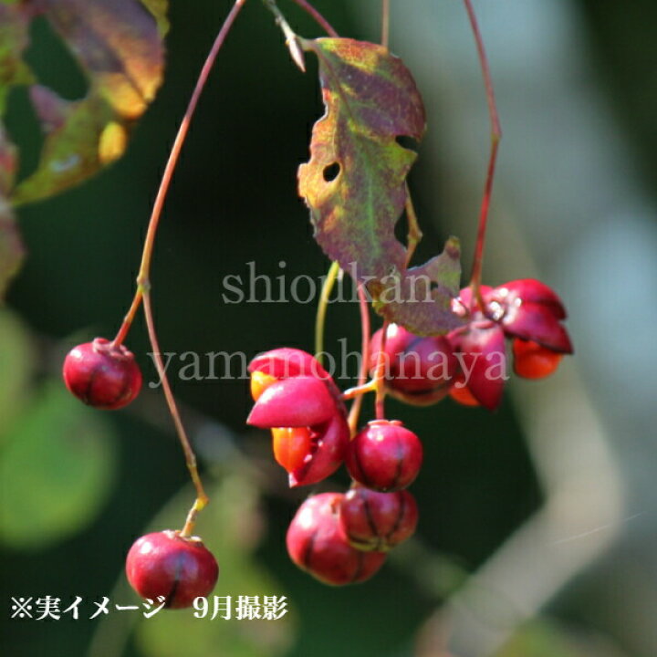楽天市場 1ポット ツリバナ 10 5cmポット苗 樹高5 15ｃｍ 落葉樹 苗木 吊り花 7 9葉が茂っています 紫桜館 山の花屋 楽天市場店