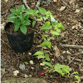 ツルリンドウ　9〜10.5cmポット苗　数量割引あり/山野草/耐寒性多年草/蔓竜胆/※休眠 地上部なし