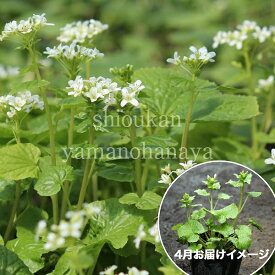 (1ポット)ハタケワサビ　10.5cmポット苗　山菜苗/耐寒性多年草/畑山葵/※6/1葉が展開中