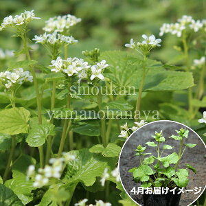 (20|bg)n^PTr@10.5cm|bgc20|bgZbg@Rؕc/ϊN/R/~t