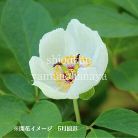 ヤマシャクヤク　9〜10.5cmポット苗　山芍薬/※植付け1年後以降開花見込み苗/※休眠 地上部なし