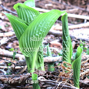 }EC@10.5cm|bgc@ʊ/Rؕc/zX^/IIoM{EV/Vi/x n㕔Ȃ