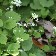 ユリワサビ　7.5〜9cmポット苗　数量割引あり/山菜苗/耐寒性多年草/サラダワサビ/※9/19芽吹き始め