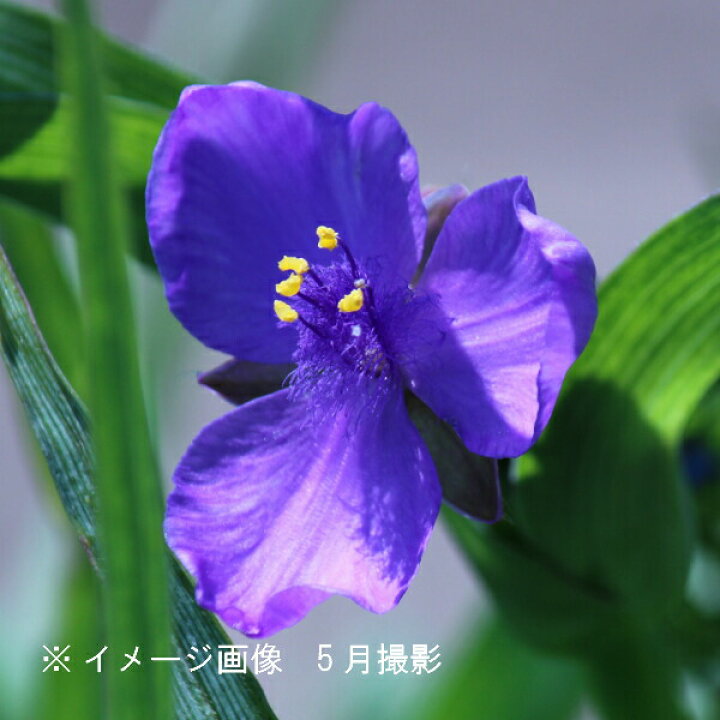 楽天市場 ポット ムラサキツユクサ 紫花 10 5cmポット苗ポットセット 宿根草 紫露草 トラデスカンティア 3 18芽吹き始め 紫桜館 山の花屋 楽天市場店